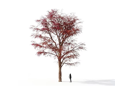 Tall Arbor with Vibrant Red Leaves Against White Background and Person Standing Under 3d model