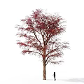 Tall Arbor with Vibrant Red Leaves Against White Background and Person Standing Under