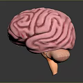 Medical Device 3D Anatomical Brain Model For Educational And Research Use 3d model