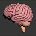 Human Brain Human Brain Brain Structure Head Planer Face Human Head Planer Face Human Brain Planer Face Structure 3d model