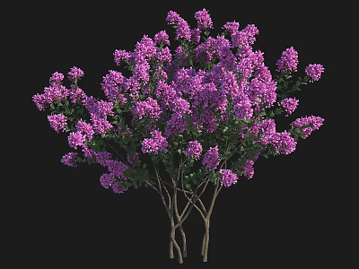 Lush Blooming Arbor With Purple Flowers And Multiple Brown Trunks 3d model