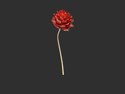 Vibrant Red Flower Plant Painting With Yellow Stem On Black Background 3d model