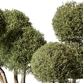 Green Topiary Potted Plants With Neatly Trimmed Spherical Shapes In Gray Planters