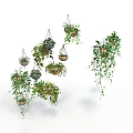 Multiple Hanging Green Plants In Various Potted Containers With Leafy Vines