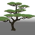 Bonsai Style Arbor With Dense Green Foliage And Sturdy Trunk Isolated On White