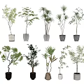 Variety of Bonsai Plants with Different Leafy Types in Ceramic and Concrete Pots