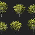 Leafy Arbor Collection With Different Canopy Shapes Green Foliage Against Black Background 3d model
