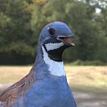 Vibrant Blue And Red Bird With White Neck Standing On Grassy Ground