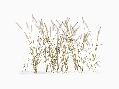 Decorative Wild Dried Grass Clusters With Tall Stems And Feathery Spikes 3d model