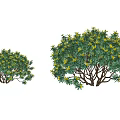 Two Green Leafy Shrubs With Yellow Accents Small And Large Sizes