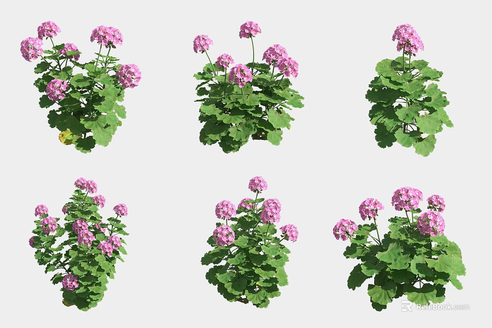 Pink Geranium Flowers With Lush Green Foliage In Various Growth Stages 3d model 