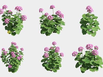 Pink Geranium Flowers With Lush Green Foliage In Various Growth Stages 3d model