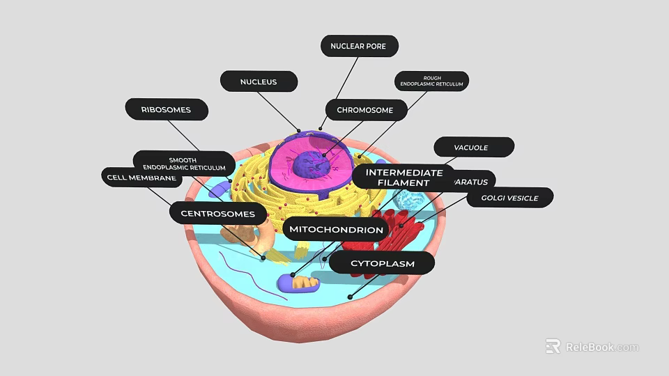Detailed Eukaryotic Cell Structure Featuring Nucleus Mitochondria Endoplasmic Reticulum Centrioles And Cytoplasm 3d model 