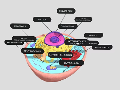 Detailed Eukaryotic Cell Structure Featuring Nucleus Mitochondria Endoplasmic Reticulum Centrioles And Cytoplasm 3d model