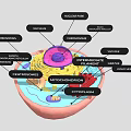 Detailed Eukaryotic Cell Structure Featuring Nucleus Mitochondria Endoplasmic Reticulum Centrioles And Cytoplasm