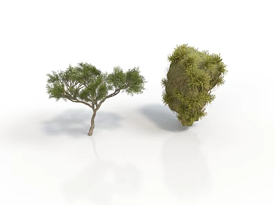 Green Small Tree With Dense Foliage And Moss Covered Clump On White Background 3d model