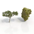 Green Small Tree With Dense Foliage And Moss Covered Clump On White Background