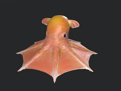 Vibrant Orange and Yellow Blanket Octopus with Spread Fins Swimming in Deep Sea 3d model
