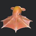 Vibrant Orange and Yellow Blanket Octopus with Spread Fins Swimming in Deep Sea
