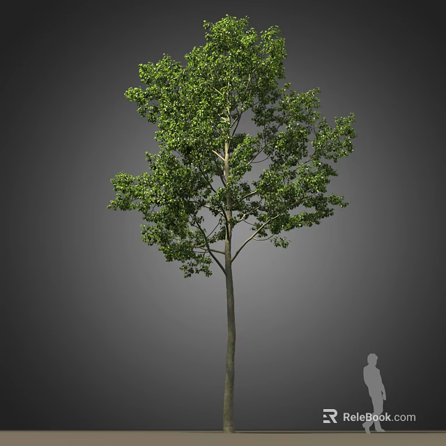 Tall Green Tree with Slender Trunk and Dense Foliage Against Grey Background and Human Silhouette 3d model 