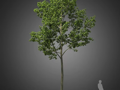 Tall Green Tree with Slender Trunk and Dense Foliage Against Grey Background and Human Silhouette 3d model