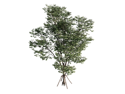 plant combination tree 3d model