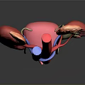 Detailed 3D Anatomical Model of Human Organs Kidneys Ureters and Bladder Structure