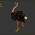 Pink Necked Ostrich With Black Feathers And White Tail Standing On Gray Background