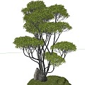 modeling tree modeling loose 3d model