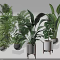 Various Green Potted Plants with Different Leaf Shapes in White Gray Pots and Wooden Stands