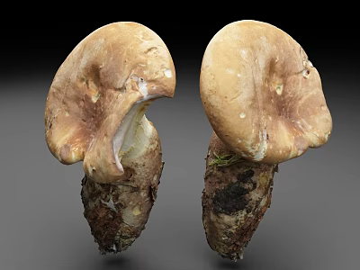 Wild Mushrooms With Brown Caps And Textured Stems On Gray Surface 3d model