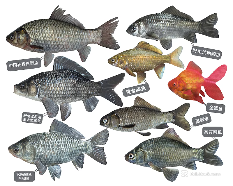 Different Types of Aquatic Fish Featuring Chinese Fighting Fish Goldfish Wild Crucian Carp and Others 3d model 