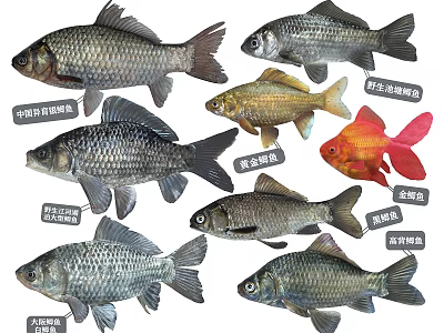 Different Types of Aquatic Fish Featuring Chinese Fighting Fish Goldfish Wild Crucian Carp and Others 3d model