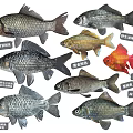 Different Types of Aquatic Fish Featuring Chinese Fighting Fish Goldfish Wild Crucian Carp and Others
