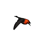 Distinctive Flying Bird With Red Head Black Body And Spread Wings In Flight