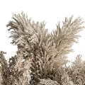 Tall Feathery Ornamental Grasses With Green Foliage And Fluffy Plumes In Garden Landscape