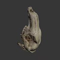 Ancient Animal Skull From Australian National University Archaeology And Digital Humanities