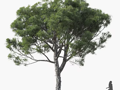 Tall Tree With Lush Green Foliage And Strong Straight Trunk 3d model