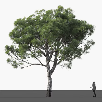 Tall Tree With Lush Green Foliage And Strong Straight Trunk 3d model