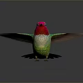 Vibrant Hummingbird Pink Head Red Throat Green Body Spread Wings Reflection On Smooth Surface