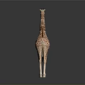 Realistic Giraffe Model With Brown Spots And Long Neck Standing On Gray Background