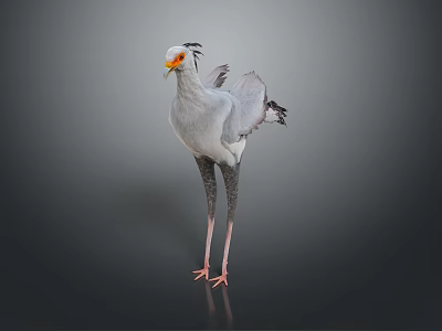 Secretary Bird with Grey Plumage Orange Beak Long Legs and Crested Head 3d model