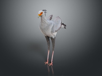 bird game animal cartoon animal realistic animal 3d model