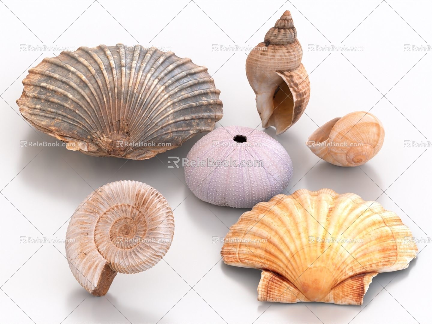 Shell Conch Sea Shell Oyster Ornaments 3d model