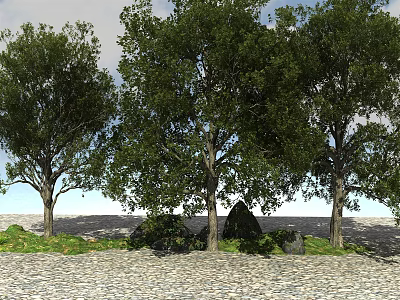 Three Tall Trees with Lush Green Leaves Under Clear Sky on Gravel Ground 3d model