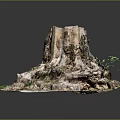 Organic Wooden Stone Tree Stump Featuring Exposed Roots And Green Plants Around
