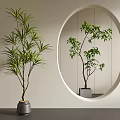 Potted Bonsai Plants with Slender Leaves Round Mirror Reflection And Stylish Planters