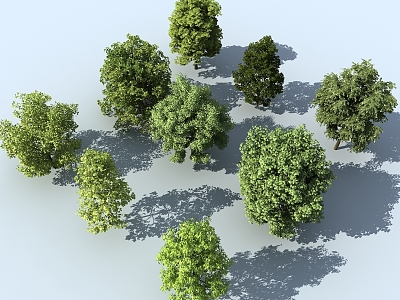 Tree Landscape Trees Plants Street Trees Bird's Eye View Trees 3d model