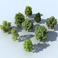 Tree Landscape Trees Plants Street Trees Bird's Eye View Trees 3d model