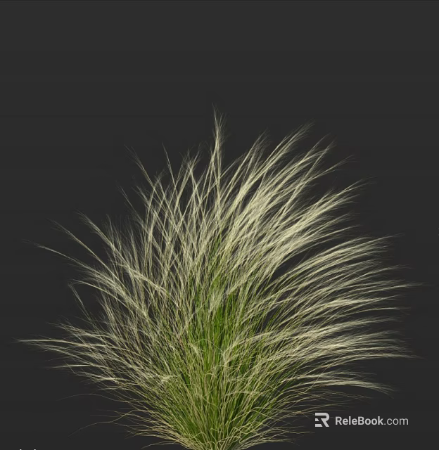 Fluffy Ornamental Grass with Long Slender Leaves and White Green Blended Colors against Black Background 3d model 